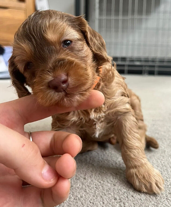 3 x Toy F2 Cockapoo puppies left!