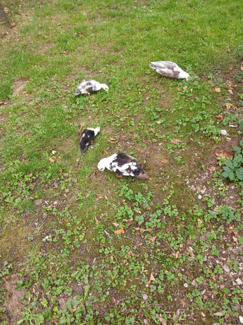 Call ducks available