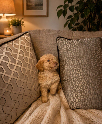 Pedigree Cockerpoo