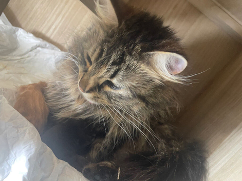 Two beautiful kittens left