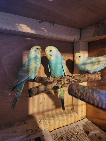 Budgies for sale