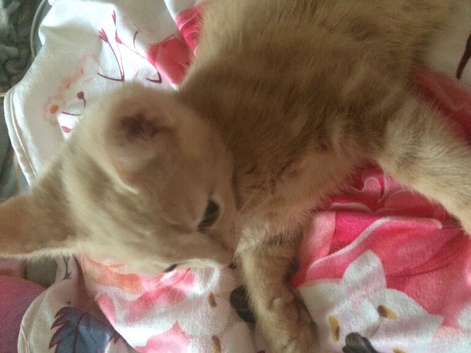 Kitty-kitty!