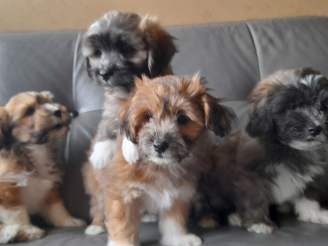 Lhasa-chon puppies for sale