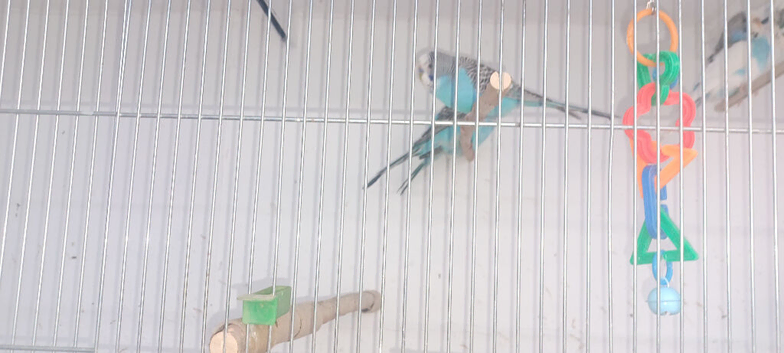 Blue budgies