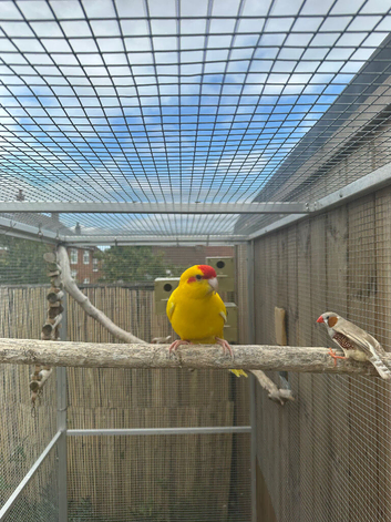 Male Kakariki