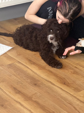 Beautiful sproodle puppies