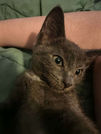 12 WEEK OLD grey/white kitten