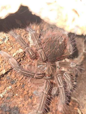 Tarantula list females, males and usexed