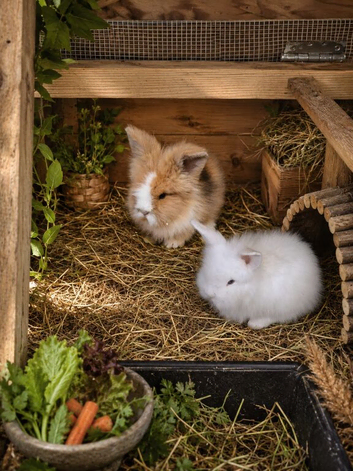 Lionhead