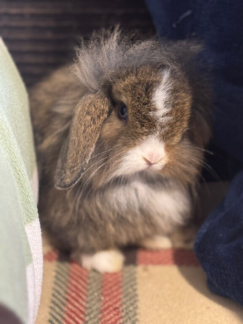 Lovely mini lop & lion lop babies (vaccinated)