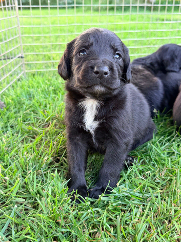 Springador Puppies