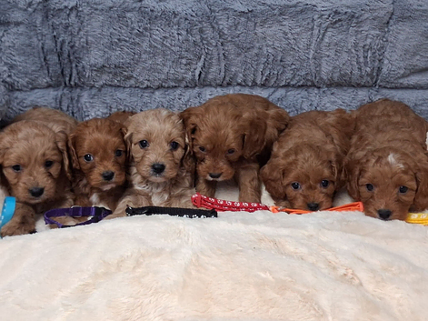 Cavapoo puppys
