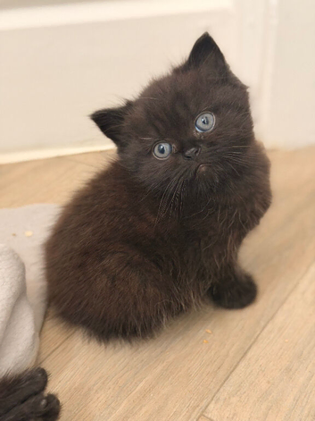 British longhair kittens