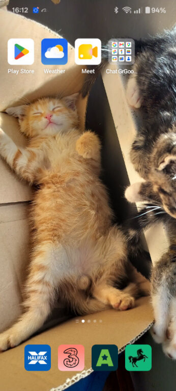 5 males ginger kitten and two girls