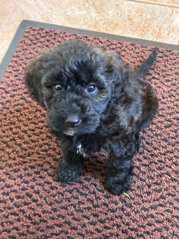Merle labradoodles