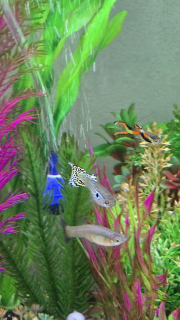 Guppies for Sale