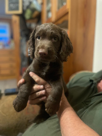 Cocker Spaniel boy