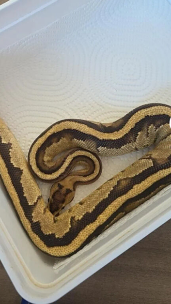 Male ball python