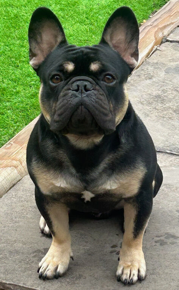 French Bulldog for Stud