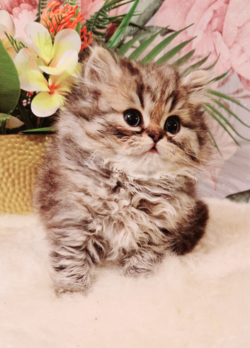 Chinchilla Persian kittens
