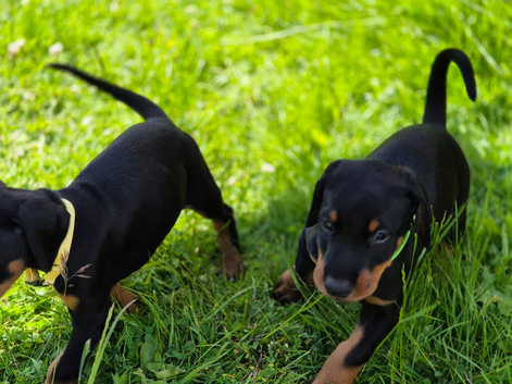 KC reg Dobermann puppies