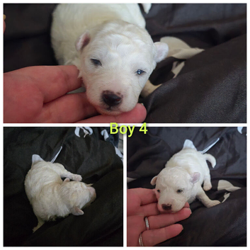 Adorable bichon frise puppies