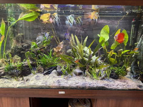 Tropical fish for sale