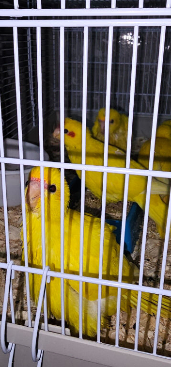 Buttercup Kakarikis currently being handreared