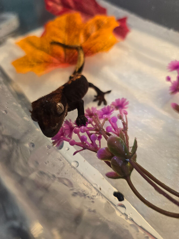 Crested Gecko