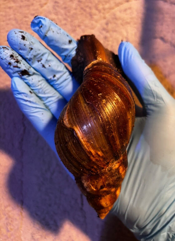 2 giant African land snails for sale