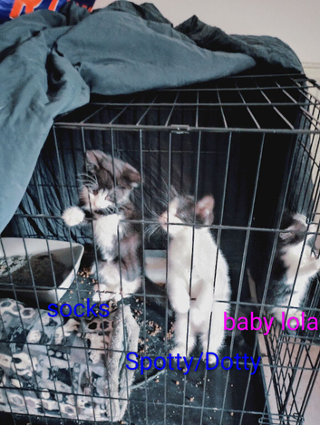 Kittens