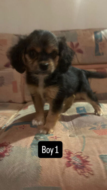 Cavalier King Charles puppies