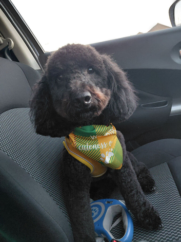 1year 5month male cocker poo