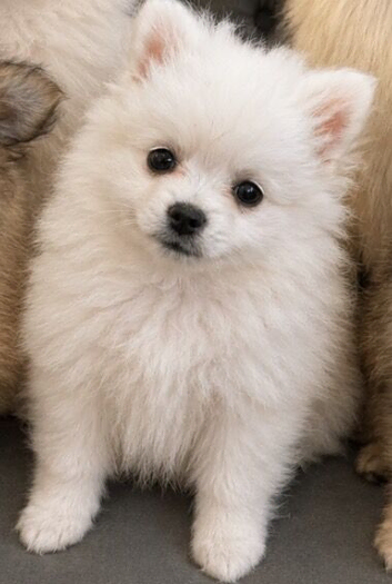 9 week old Miniature Pomeranian puppy
