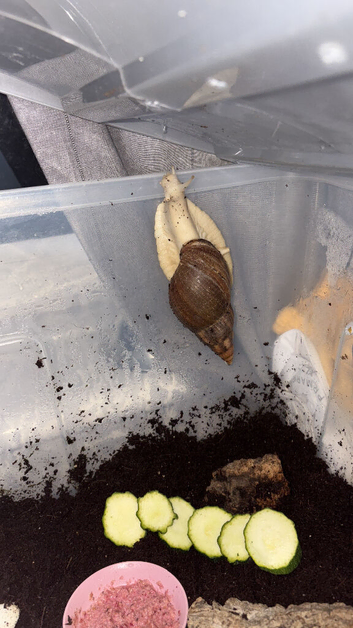 Giant African land snails (GALS) babies