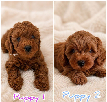 PREMIUM TOY CAVAPOOS (F1)NOAH & EDEN