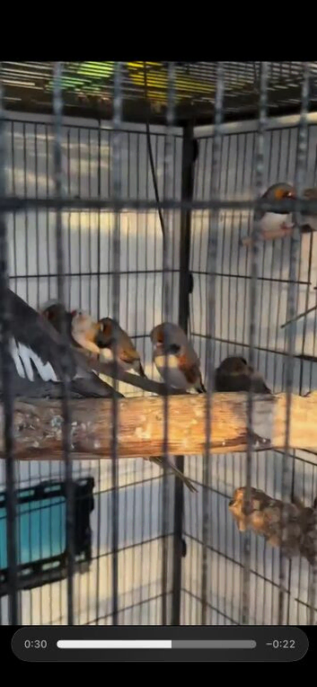 Zebra finch