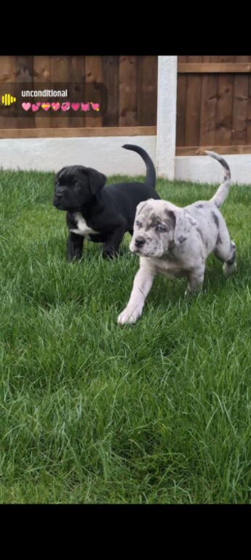 Blue merle boy puppy