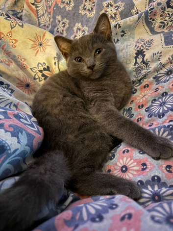 British short hair female 3 months