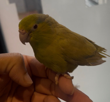 Tame female Parallet