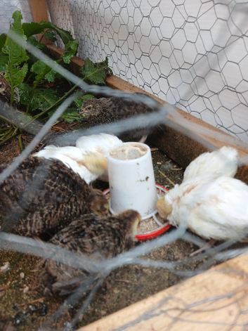 Quails ready to go