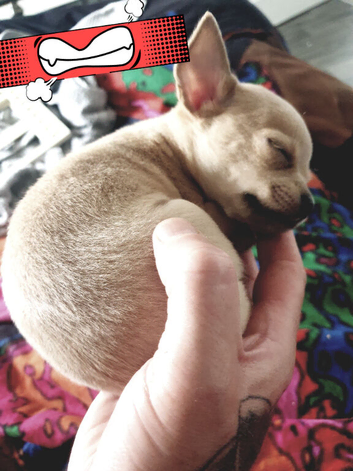 Chihuahua pure beige kc registered parents 6 weeks old