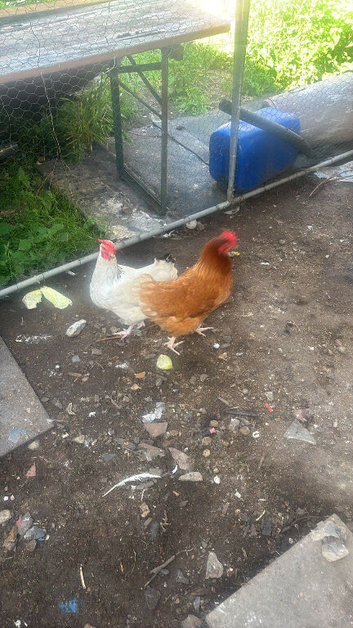 Chicken , hen house chicken run for sale