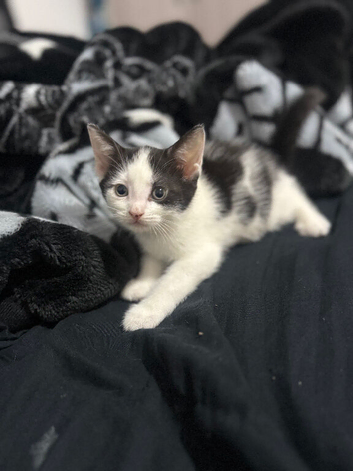 Kitten