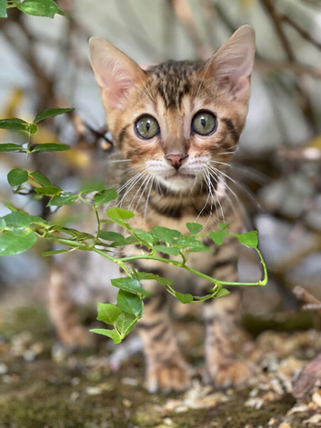 Quality TICA Registered Kittens