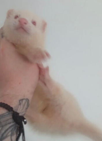2 White male ferrets