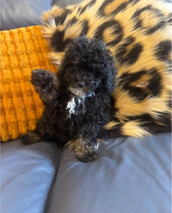 Toy poodle male/ boy puppy