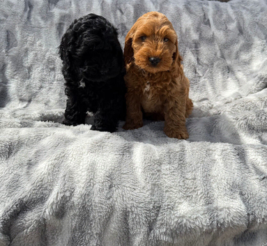F1 Show Line Cockapoo Puppies ️READY NOW️