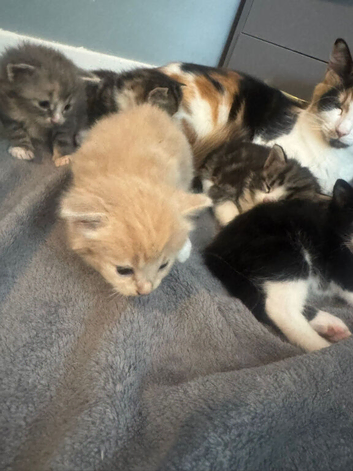 Half mancoon kittens