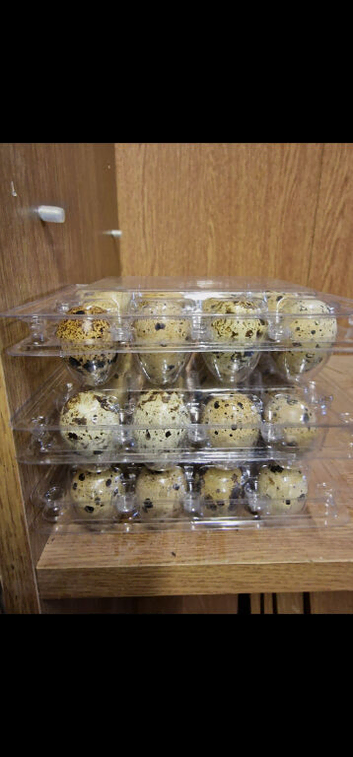 Fertile Jumbo quail eggs